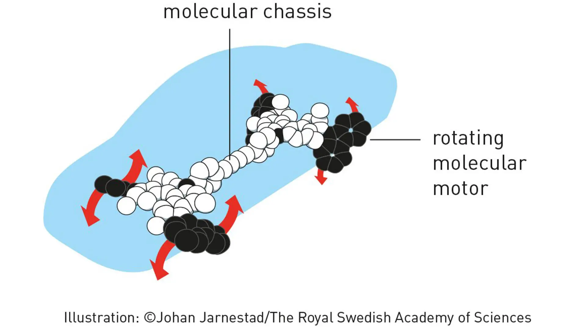 Cómo funcionan los motores moleculares